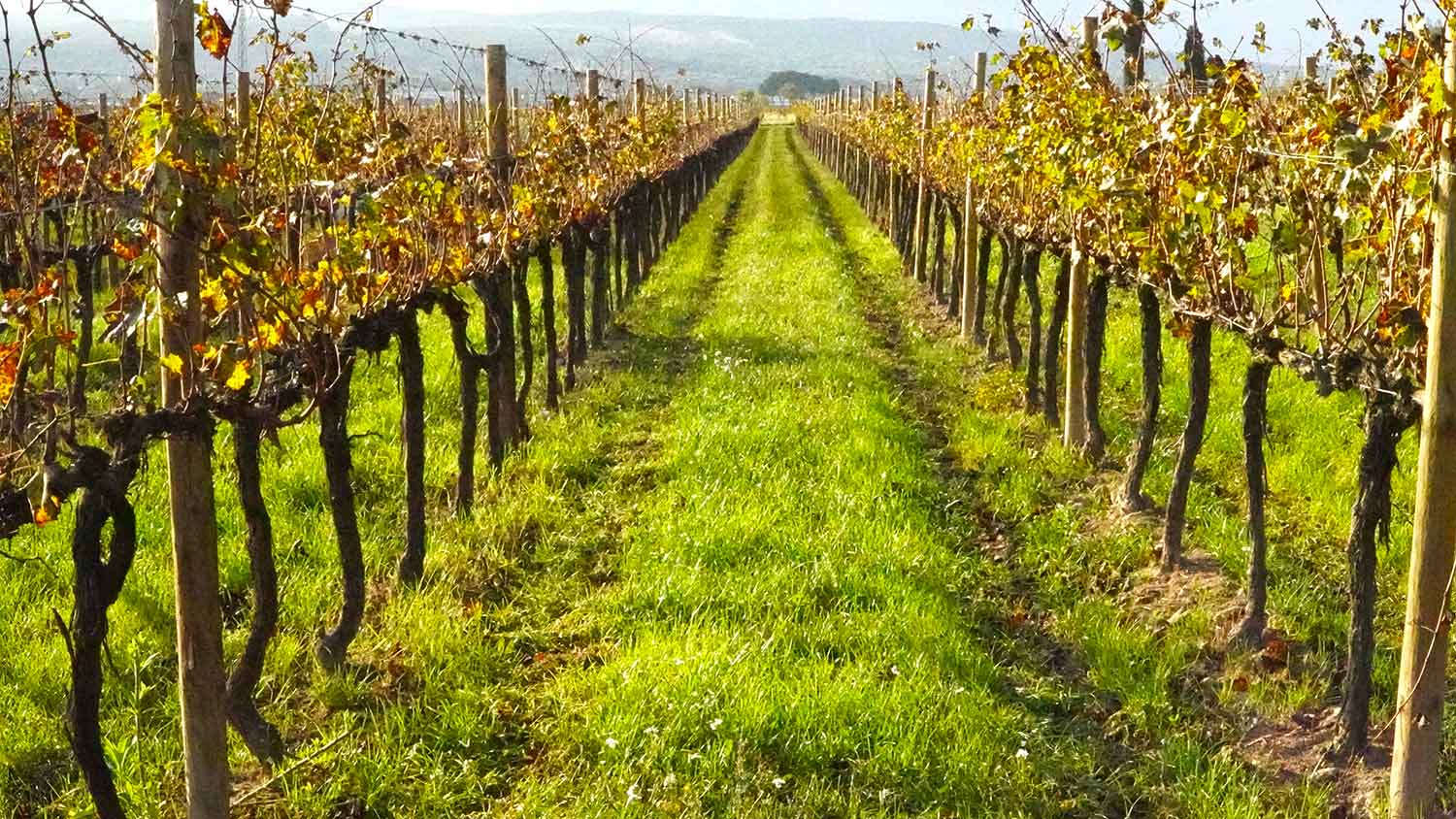 La viticultura regenerativa pren les vinyes de Mas La Plana