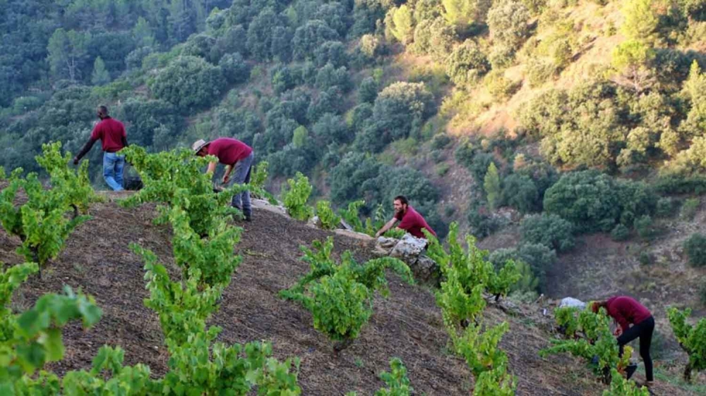 celler-mas-doix-poboleda-visites-priorat-enoturisme-catalunya 02