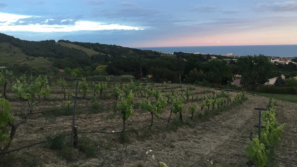 Celler Anima Alella Maresme Enoturisme Catalunya 02