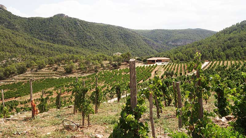 Què és un Vi de Finca Qualificada i quants n'hi ha a Catalunya?