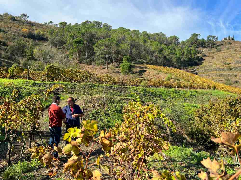 El paisatge del Priorat que es descobreix a la visita a Burgos Porta és bonic tot l'any