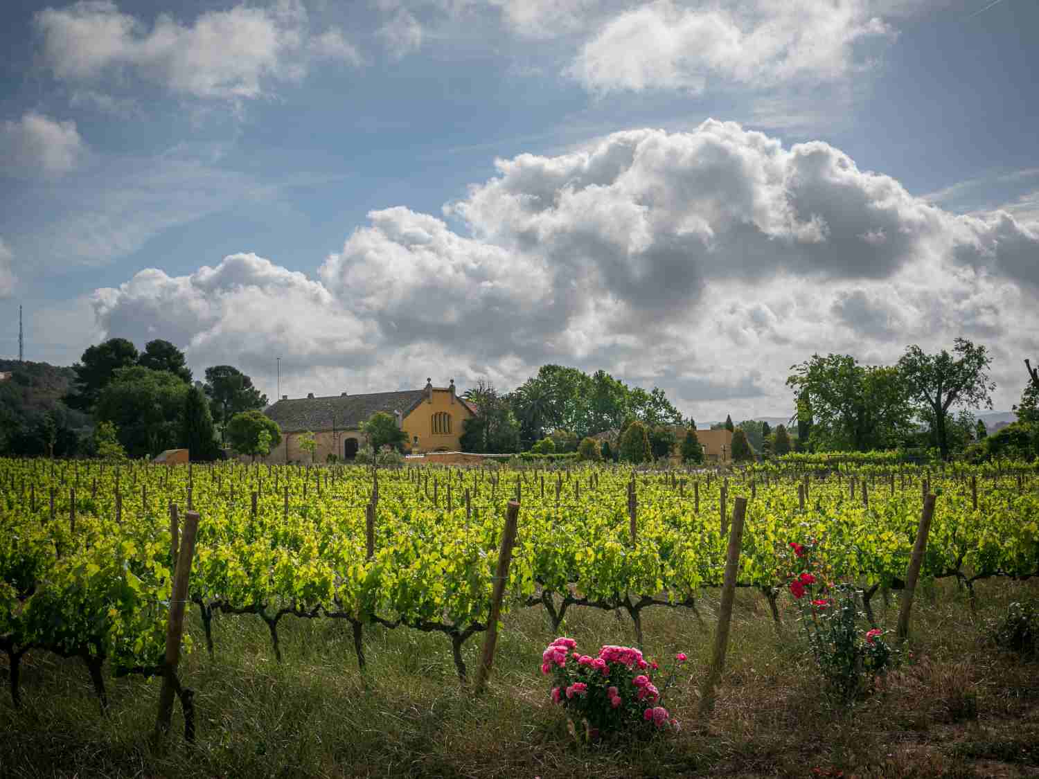 Vinyes del Mas La Plana des del celler Família Torres de Pacs.