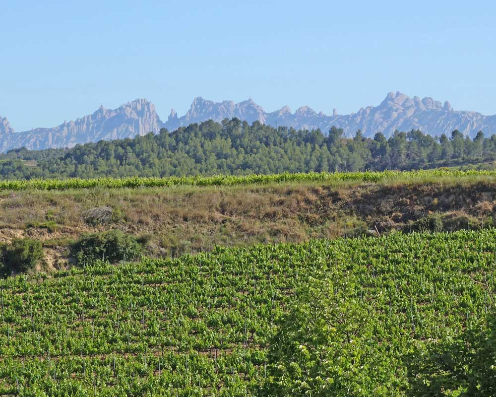 Vinyes amb vistes a Montserrat des de les caves Vilarnau.