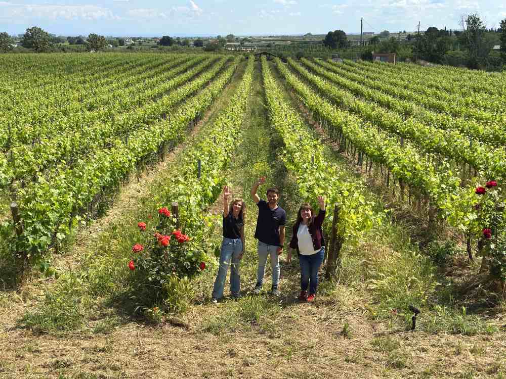 Vinyes de Vinya Els Vilars a Arbeca.