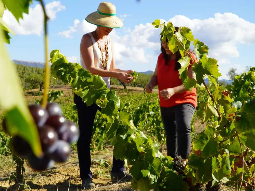 Enoturisme al Priorat, cellers i experiències