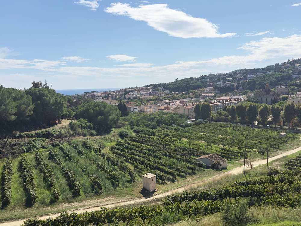 Paisatge de la DO Alella, des de les vinyes de Bouquet d'Alella