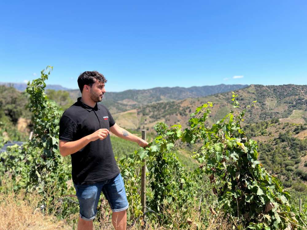 Visita a les vinyes del Priorat al celler Ferrer Bobet