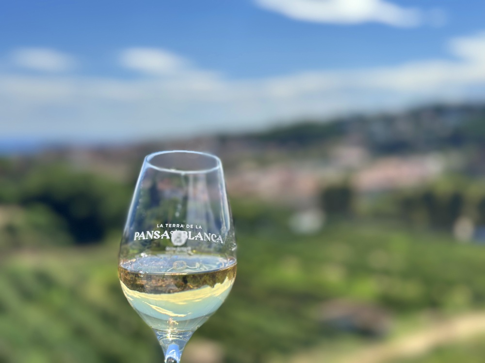 El territori de la DO Alella es coneix com a territori de la Pansa Blanca