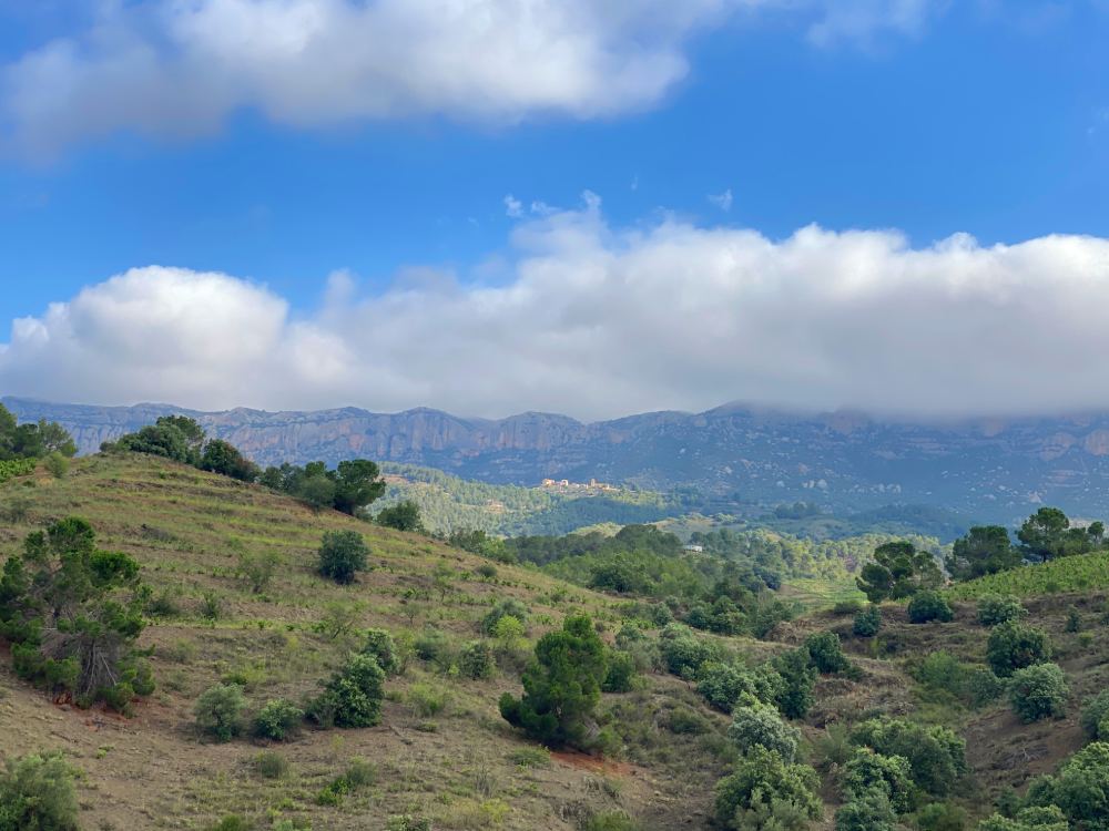 Vistes de les vinyes del celler Mas Doix
