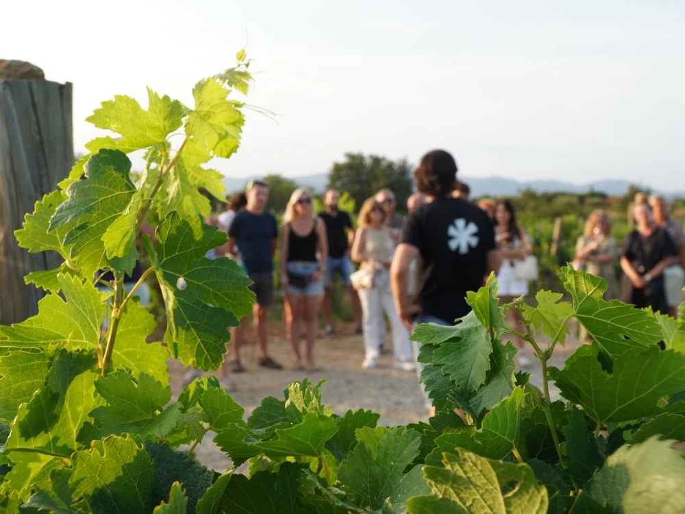 Visita guiada a les vinyes i el celler La Vinyeta