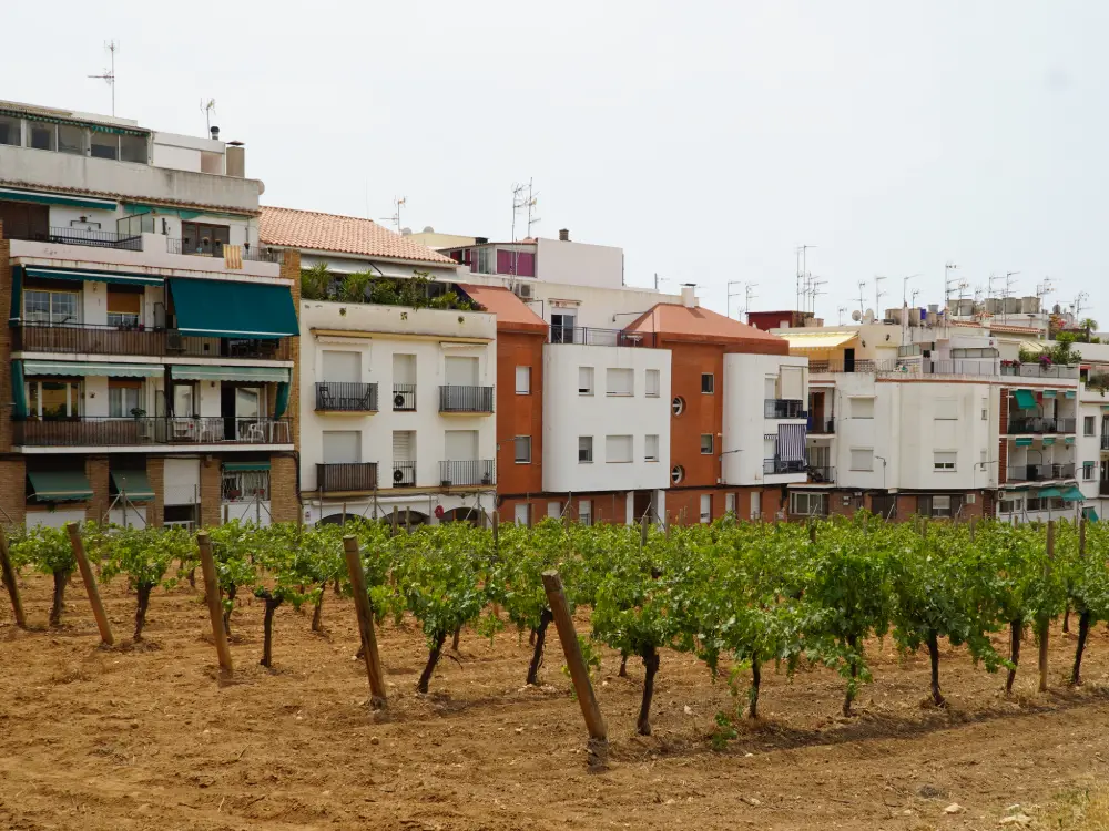 Vinya urbana de Sitges a la visita Llegat Llopis