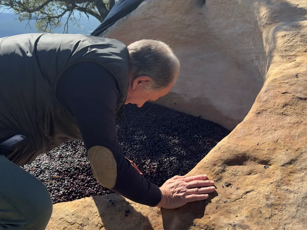 Raül Bobet toca el raïm als cups de pedra medievals de Castell d'Encus a Lleida