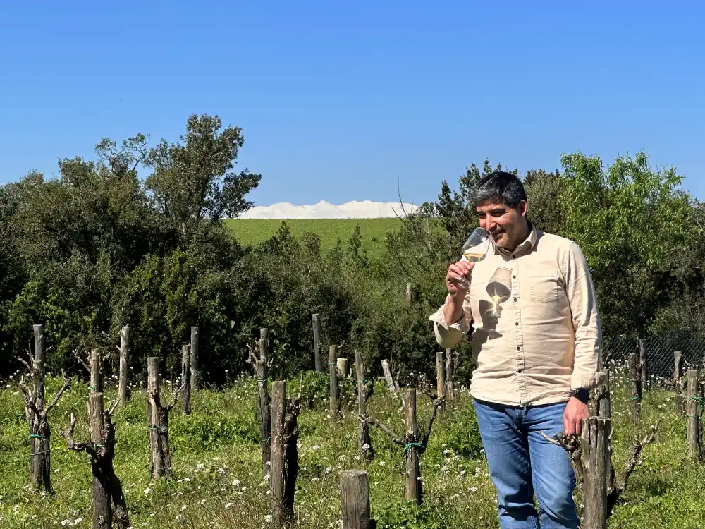 Vistes als cims nevats des de les vinyes de Clos de Basella a l'Empordà
