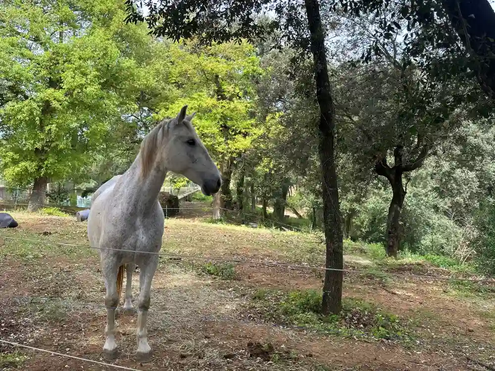 Cavalls que passegen a tocar del celler Can Roda a la DO Alella