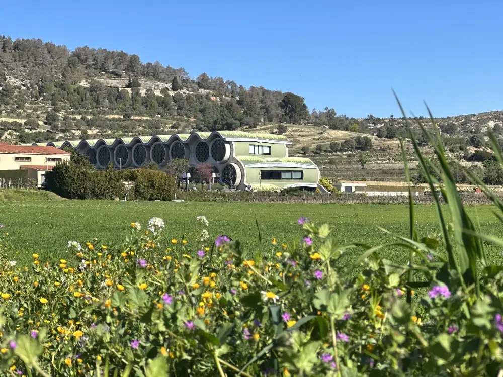 Paisatge de vinyes a prop de Mastinell