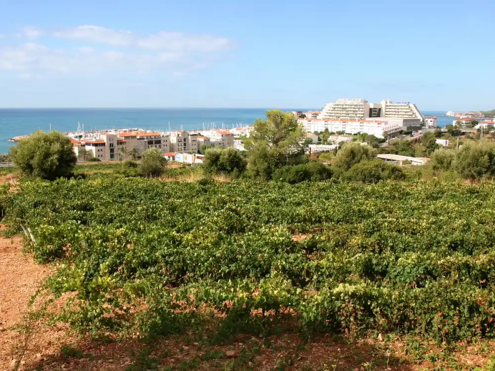Vinyes de Malvasia de Sitges a prop del port d'Aiguadolç de Sitges.