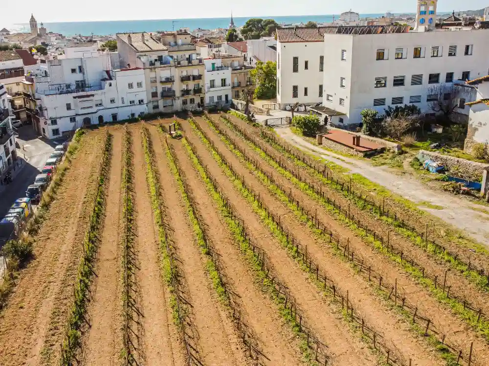 Vinya urbana de Malvasia de Sitges del celler de l'Hospital a Sitges